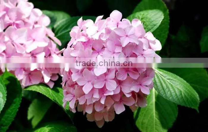 The shrub plant Hydrangea macrophylla seedling