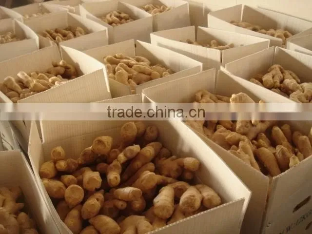 Fresh mature fat ginger