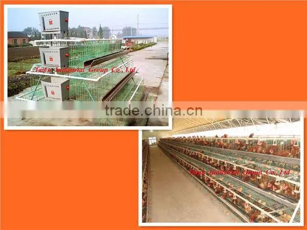 Export standard chicken poultry layer cage