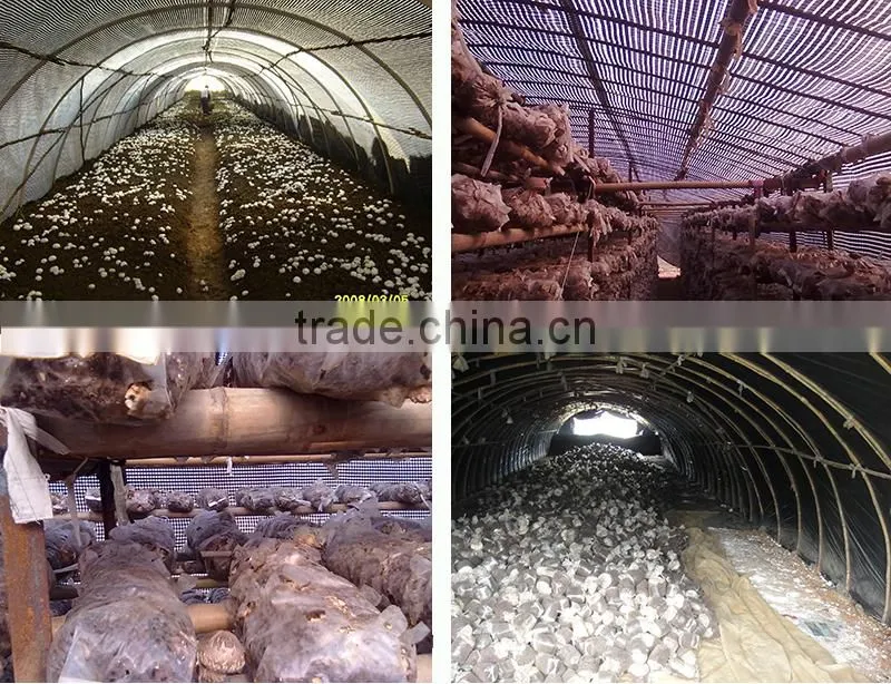 greenhouse used 75%-85% mushroom shade coverng plaid film