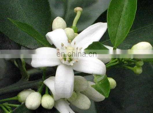 CHINA Wholesale Essential Oil Use Moisturizer Skin Organic Essential Oils for Body Skin Care