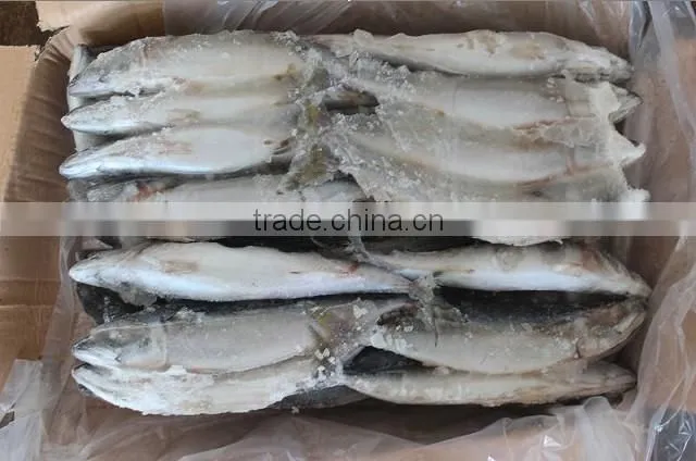 frozen indian mackerel fish price from China