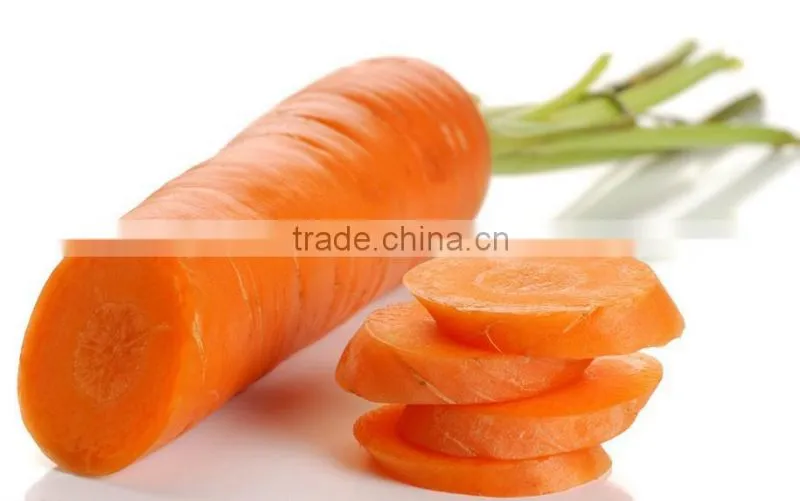 FRESH ORGANIC CARROTS WITH HIGH QUALITY
