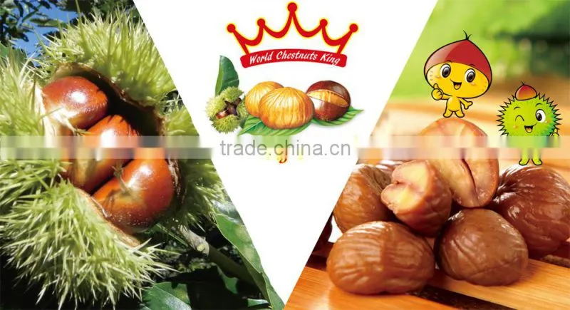 New Crop Organic Chinese Fresh Chestnuts----best chestnuts for roasting