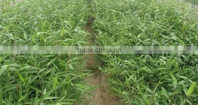 Moso Bamboo Seeds For Cultivation