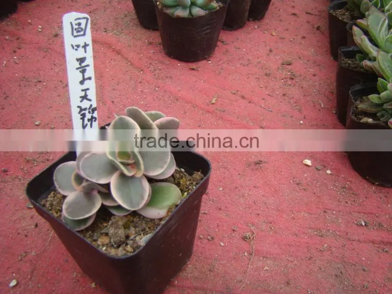 succulent plants