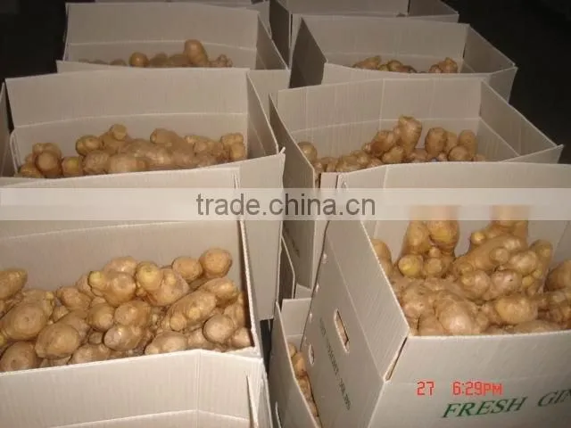 China organic fresh ginger suppliers