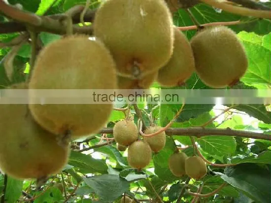 Fructus Actinidiae Chinensis Fruit Extract