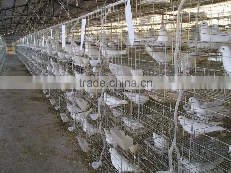 3 layers 12 doors pigeon cages for poultry farm