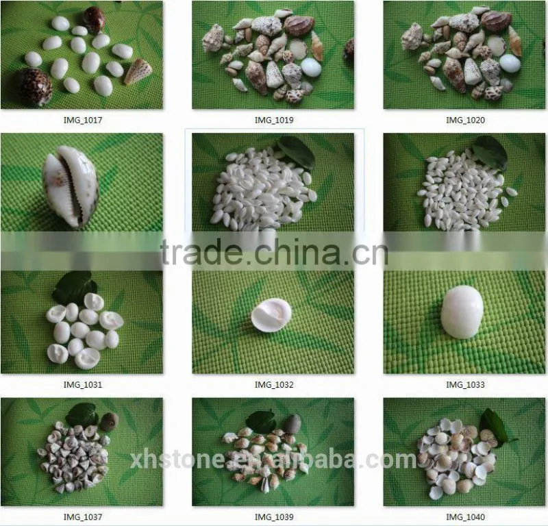 new arrival top sale popular fashion shell in 2015