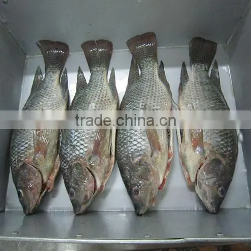 frozen gutted and scaled Tilapia 500-800g