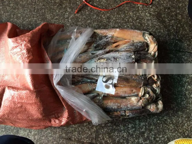 Frozen Illex Squid For Bait