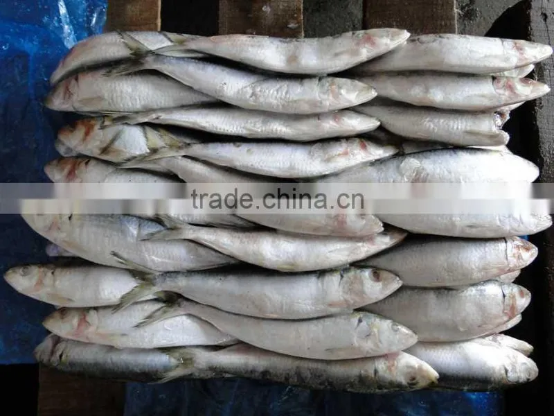 Frozen Seafood Exporters frozen sardine fish
