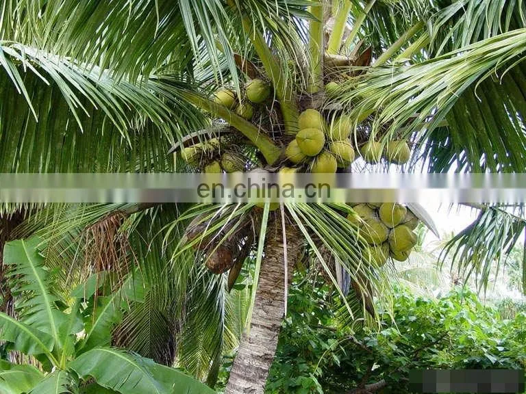 HDPE monifilament date palm mesh bag for date protection