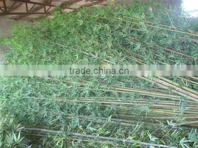 artificial bamboo on sale,artificial palnt,high quality artificial plants