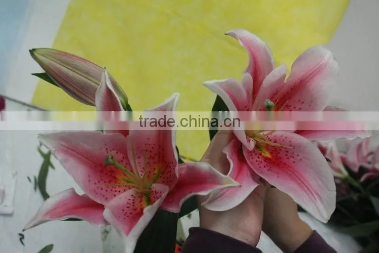 Colorful best selling high quality flowers liliess