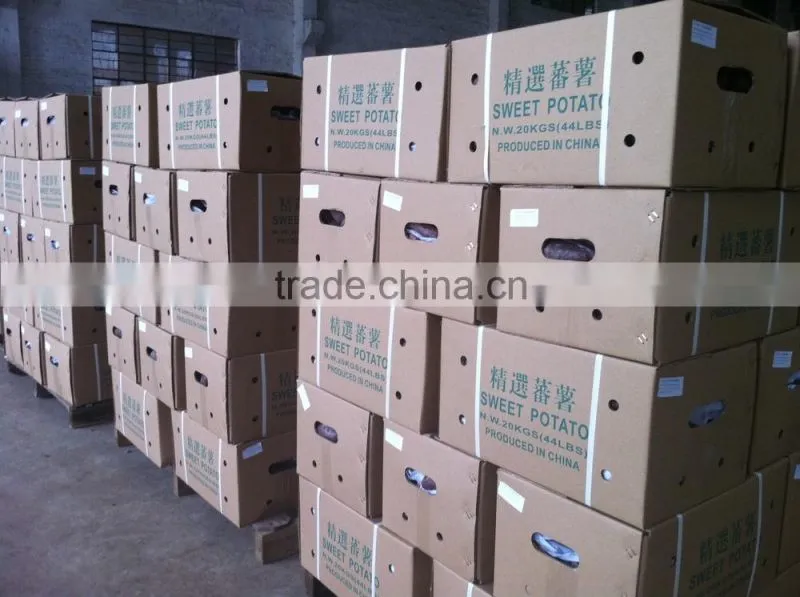 2015 Sunny Orchard fresh sweet potato