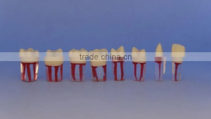 Dental modle Internship root canal tooth model DEA-29