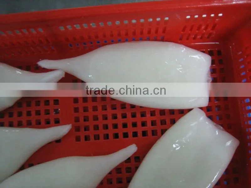 squid tube U5 Illex Argentinus tube and tentacles