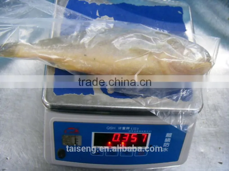 Whole Round Fresh Croaker Seafood Frozen Yellow Croaker fish