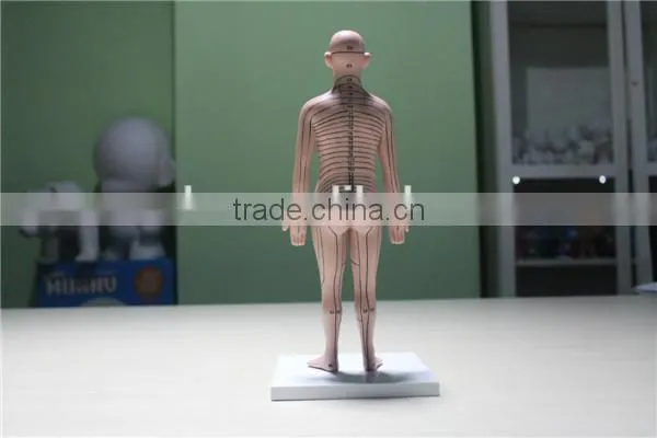 custom human boby model,human torso model ,plastic high quality injection model toy