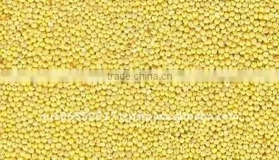 organic hulled millet