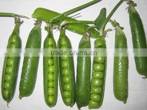 IQF Green Pea