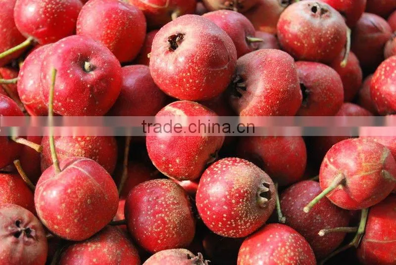 Hawthorn Fruit
