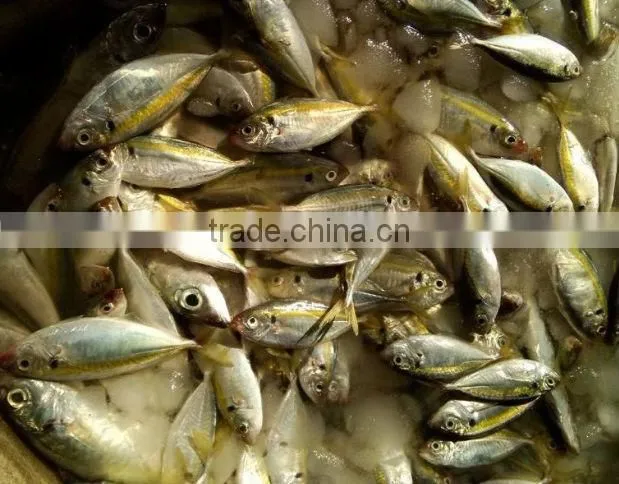 Frozen Gold Line Horse Mackerel