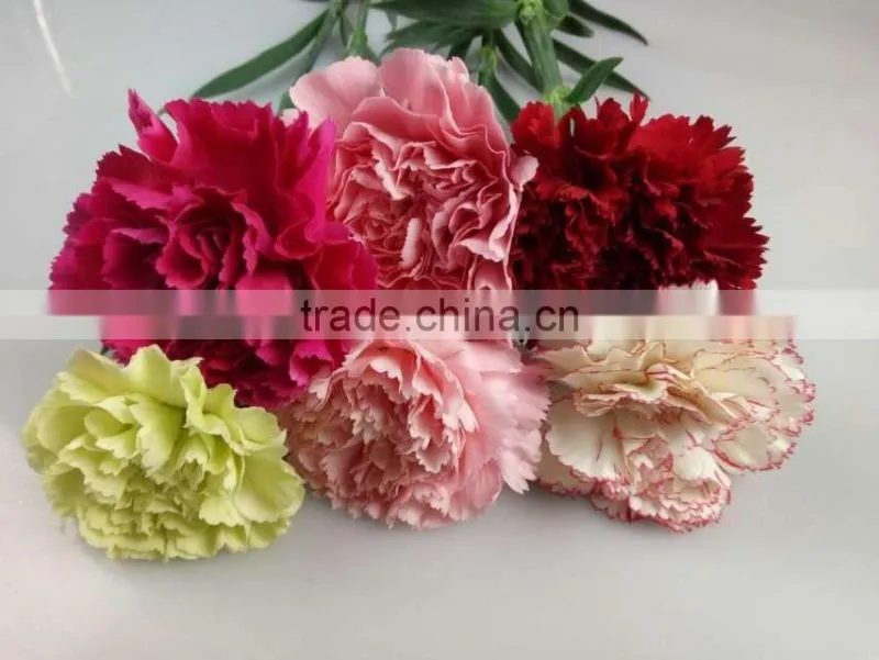 Decorative Flowers Carnation Cut Flower For Wedding Decoration From Yunnan,China