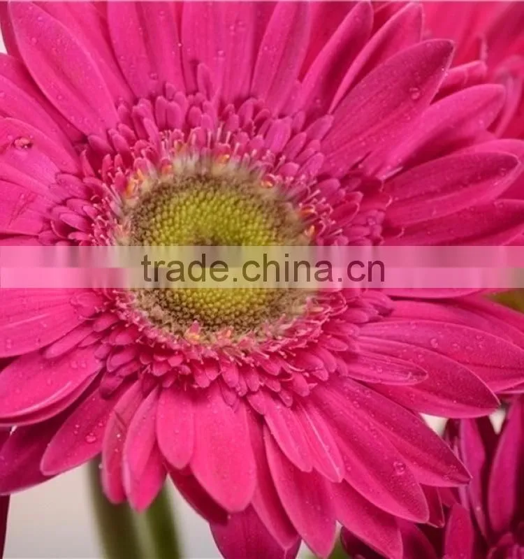 Factory Purple Petal gerbera fresh flower