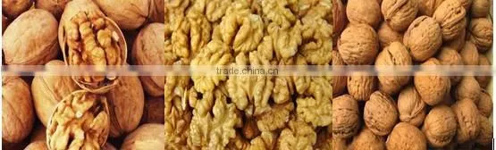 New type walnut cracker machine /walnut breaking machine