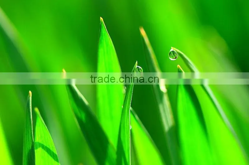2015.5 Barley Seeding Powder