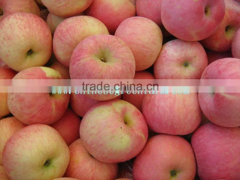 fresh apple from Shandong,China