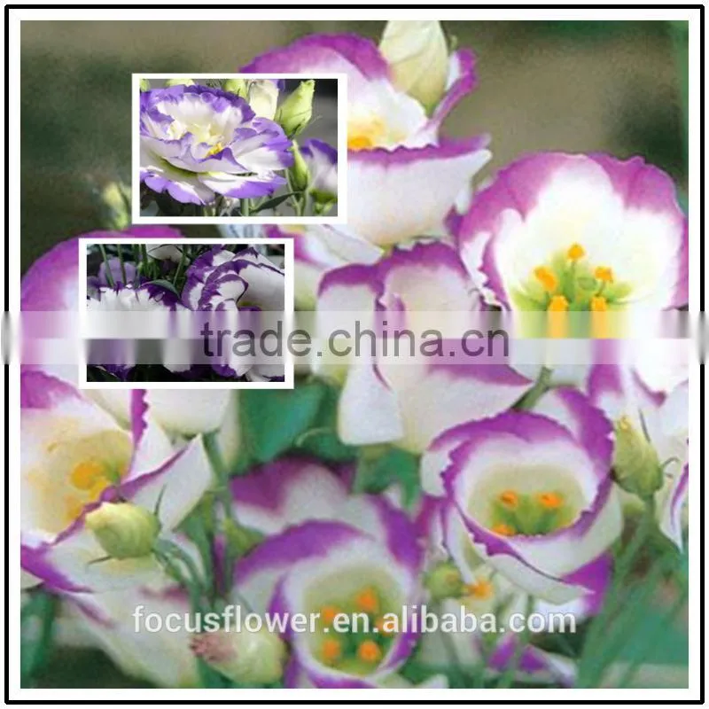 Good Quality Pink Eustoma Cut Fresh Flowers For Mother's Day