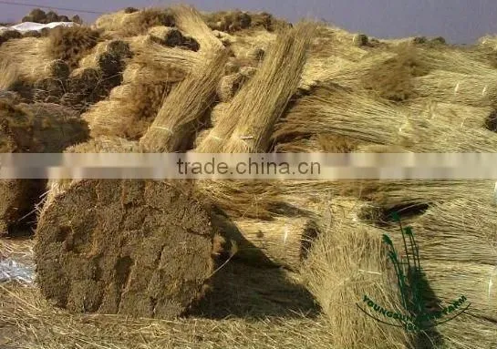thatching reed bundles for roof