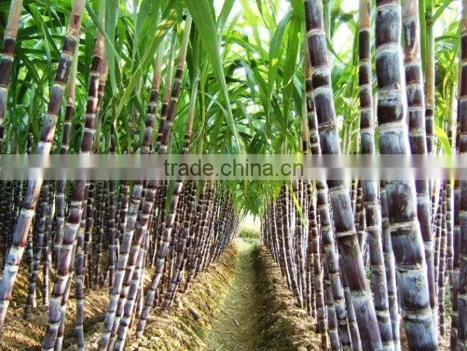 BT-108D sugar cane crusher