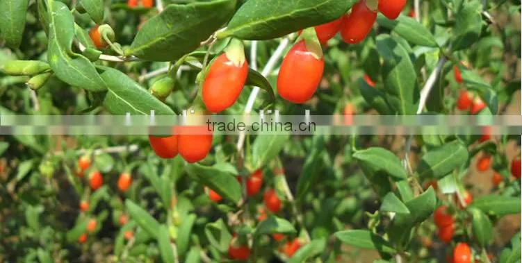 goji berry from China, good price goji berry