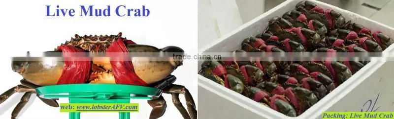 LIVE Egg Mud Crab Vietnam, Female Mud Crab