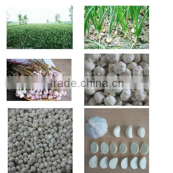 6.5cm-chinese fresh pure white garlic