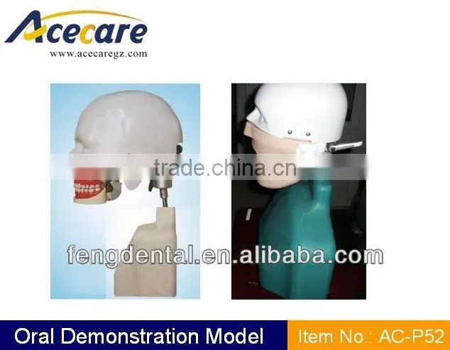 Hot sale and high quality oral demonstration models AC-P52