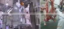 donkey slaughterhouse line donkey Pneumatic (Air-operated drive) Lifting Platform, Pneumatic Elevator donkey slaughter line