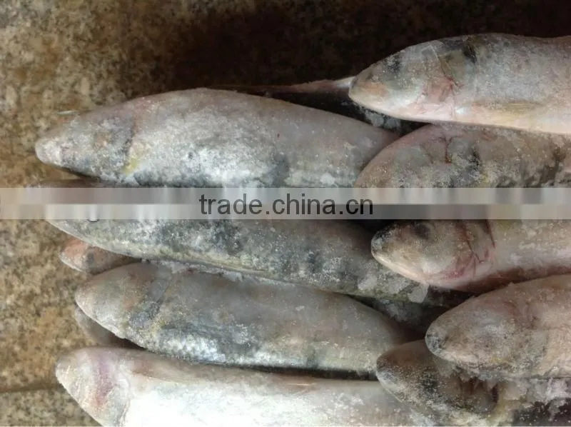 Whole round fresh sardine frozen fish 8-10pcs/kg for market