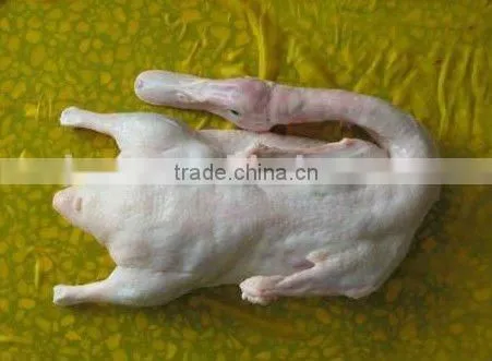 frozen duck