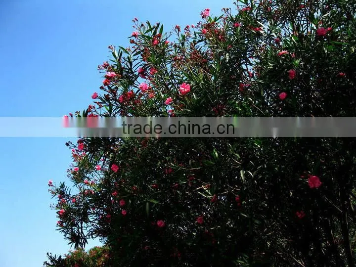 blooming Nerium indicum Milli of outdoor landscaping foliage decorative ornamental plants