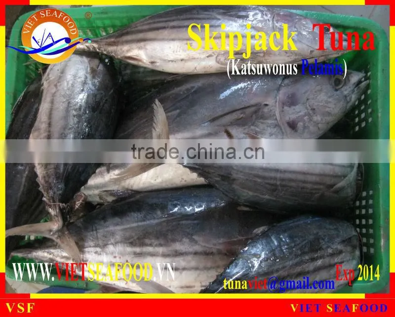 WHOLE ROUND FROZEN SKIPJACK TUNA