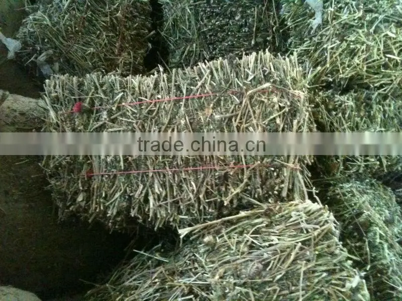 2016 Echinacea root
