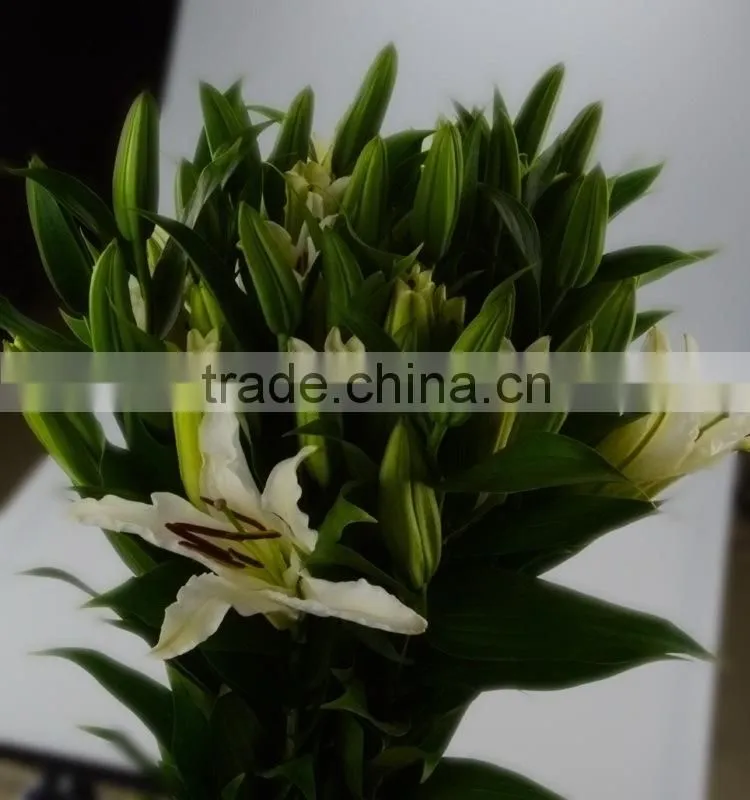Love theme Siberia kingly white lily flower