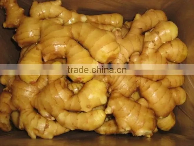 BEST PRICE VIETNAM FRESH GINGER