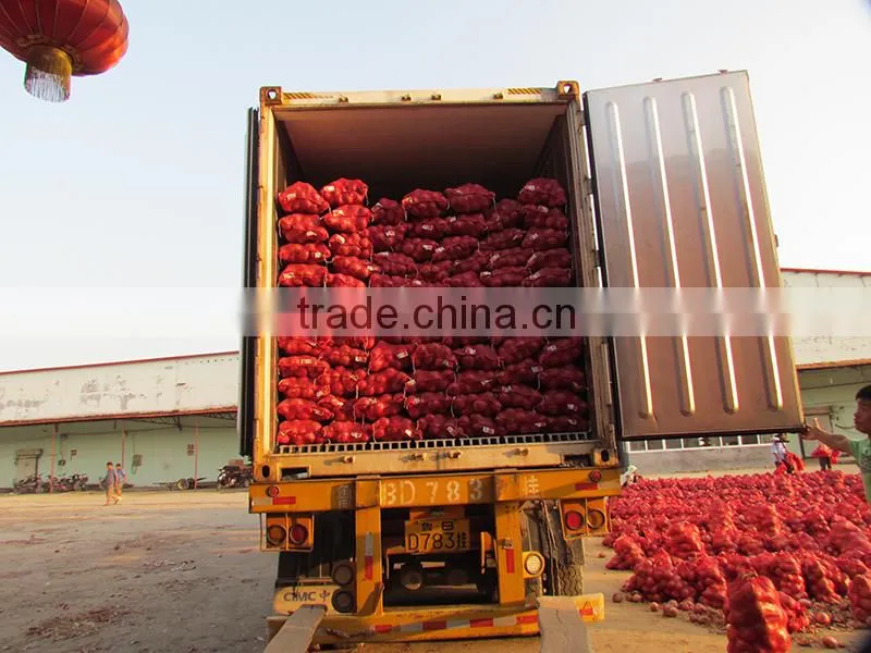 fresh organic red onion for sale